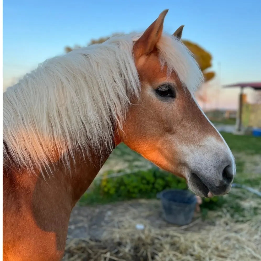 Targa in legno per box, con nome, ritratto e cornice personalizzata