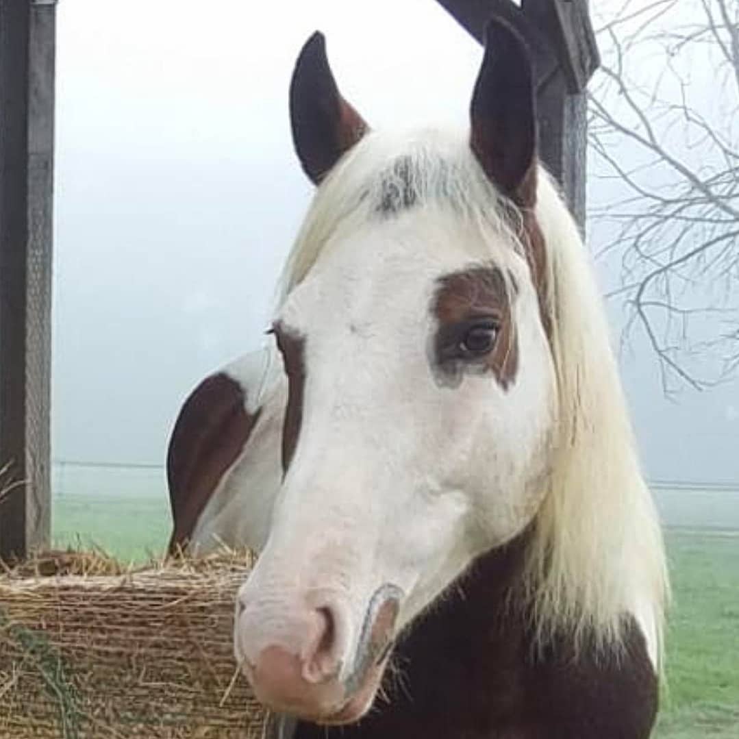 Targa in legno per box personalizzata con nome, ritratto e  cornice personalizzata